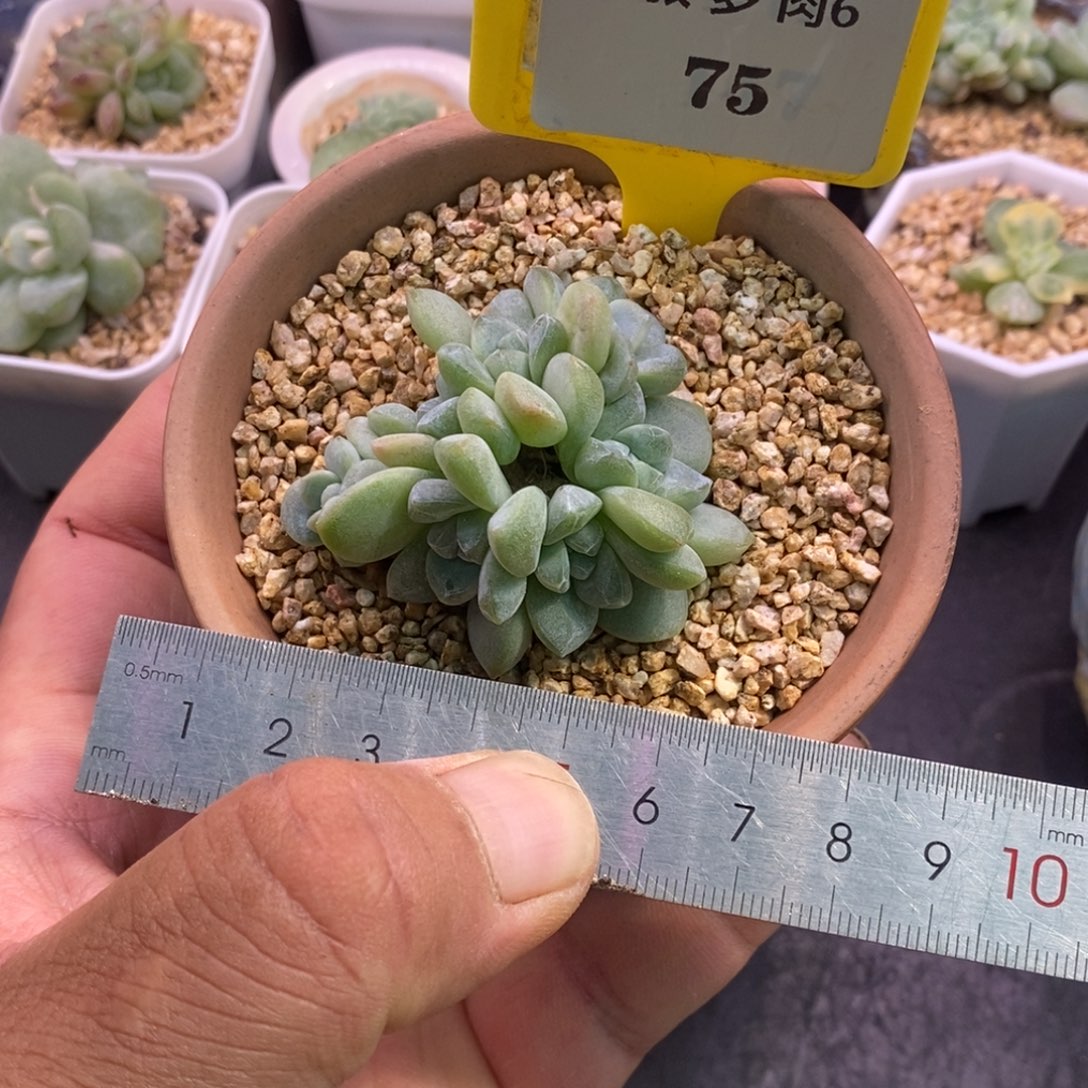 6751翡翠冰玉7头丸叶