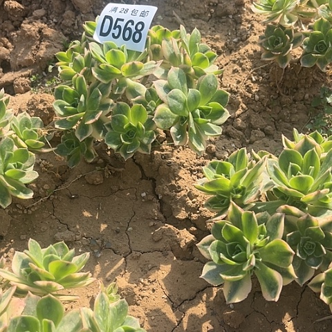 568星爆不包断枝