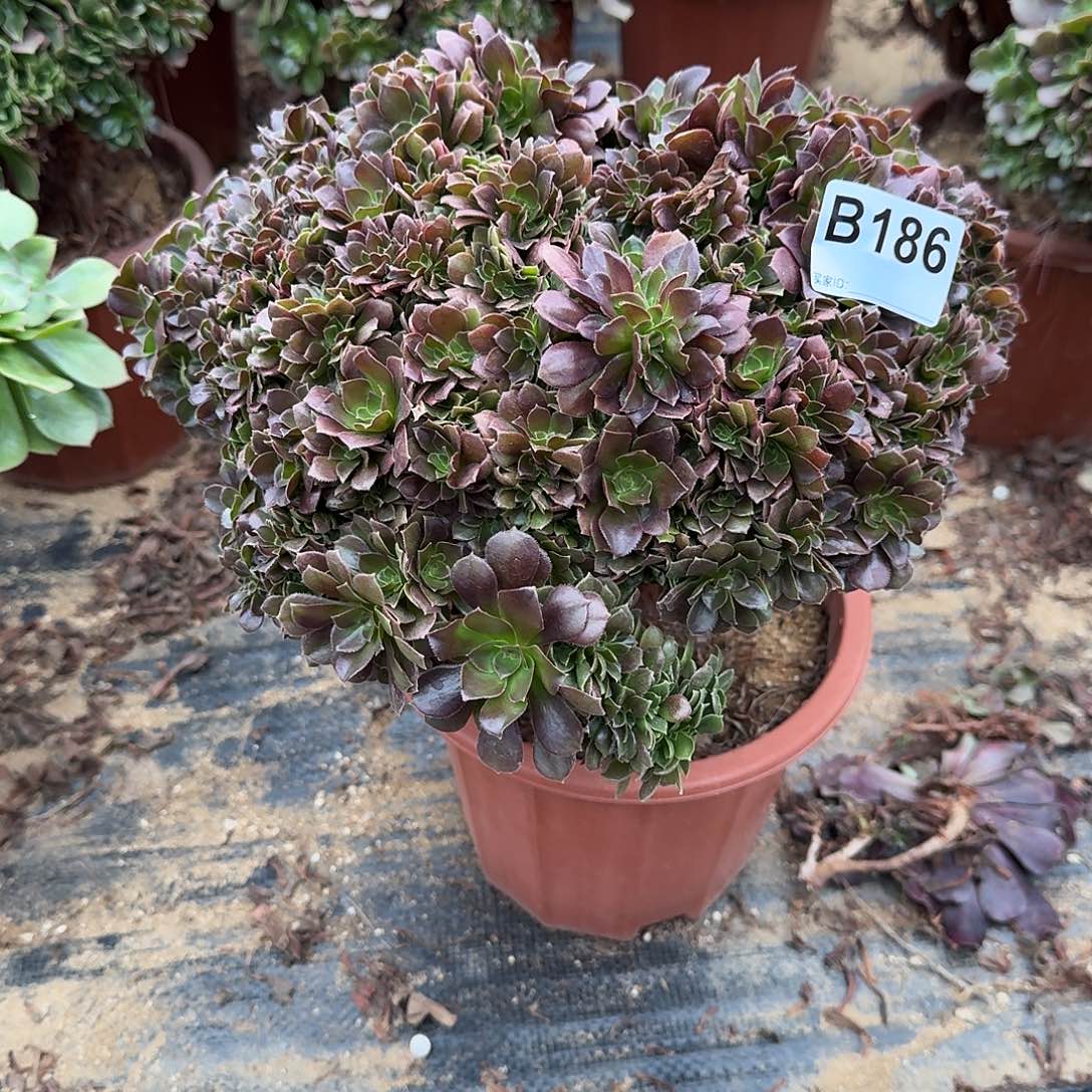 186玫瑰朵朵一颗呀呀