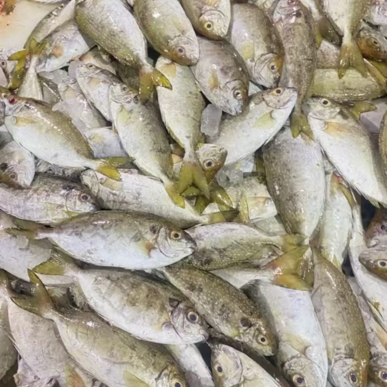 湛江本港新鲜野生灯光海捕泥猛鱼 肉质细嫩 帮杀