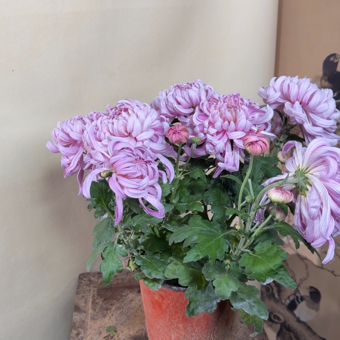 完全开放F55555555