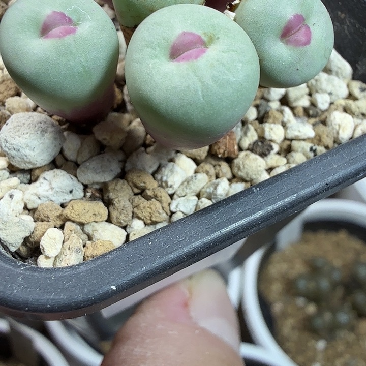 V***s11-17-c7 vagus 底下中间单头