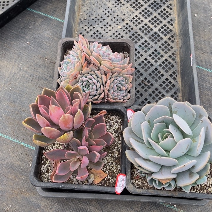 泡*冰糖琼斯鲁氏