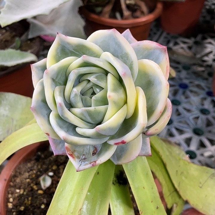 伊丽莎白锦。 锦龙一物一拍