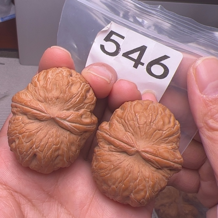 核桃全品元宝546号43尺