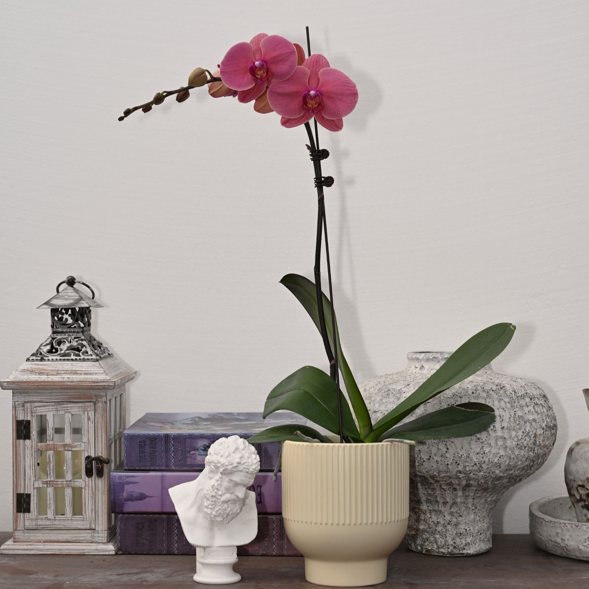 TOP FLOWER/上花 砂糖橘 复古红中花型【新品】