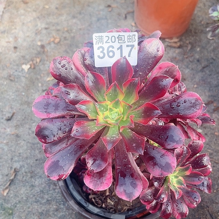 一颗美杜莎法师断枝不包售后3617