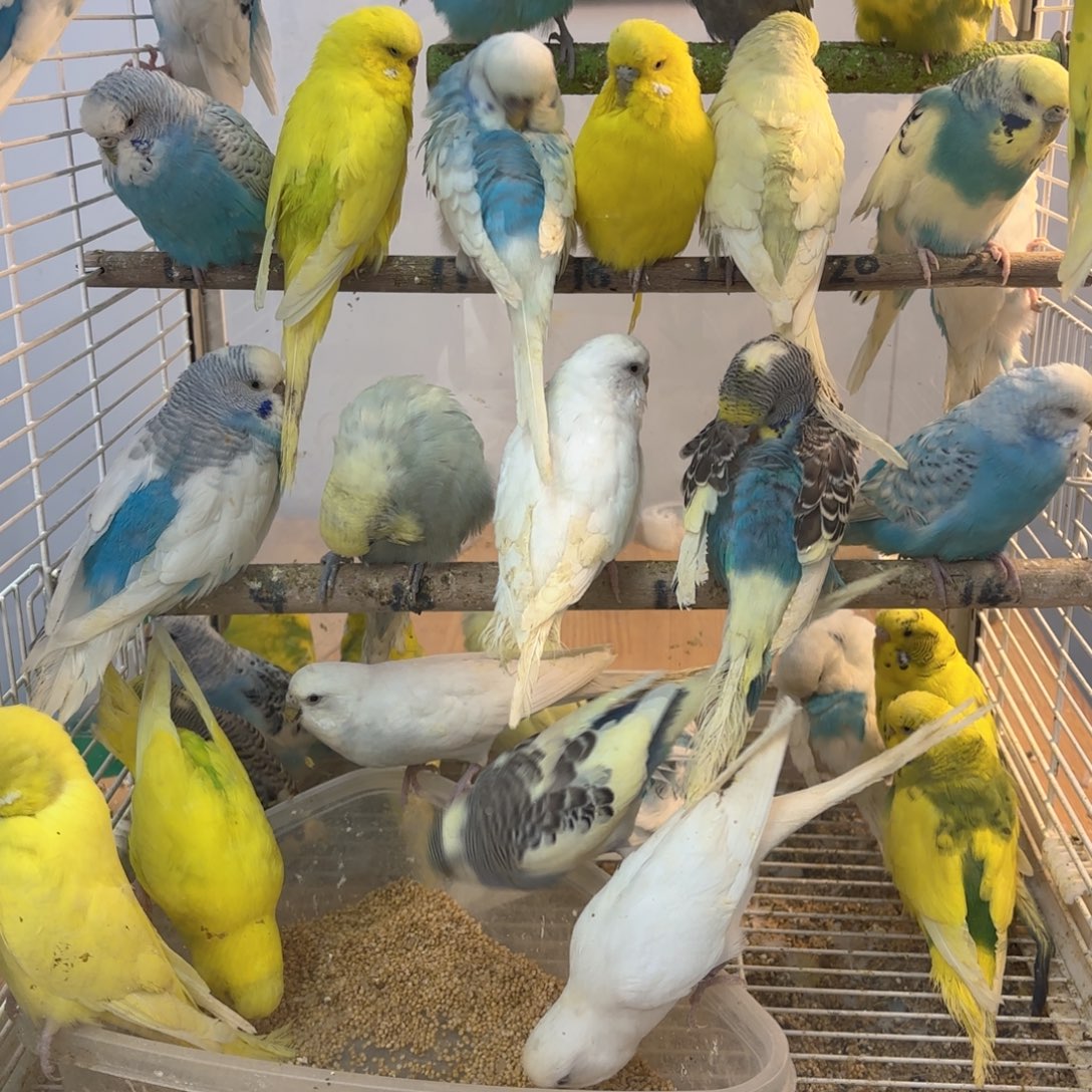 虎皮鹦鹉大头一只