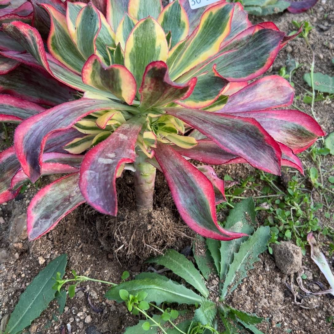 374魅影多肉多肉多肉