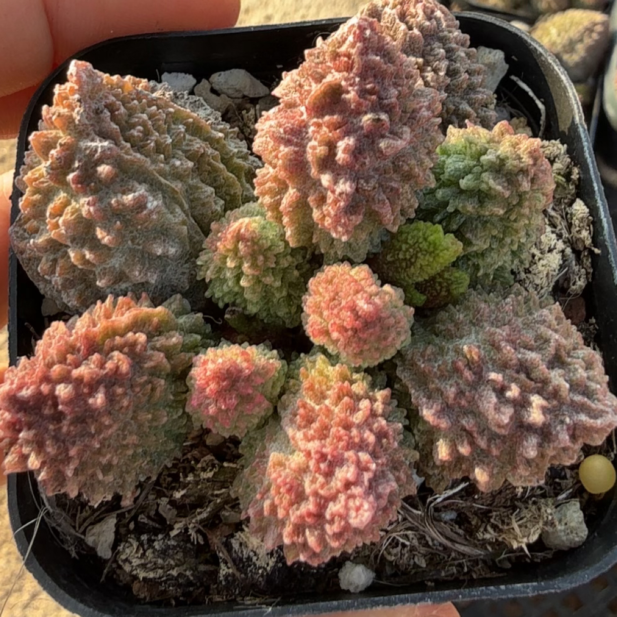 多肉小朱子玉（满12.9包邮）