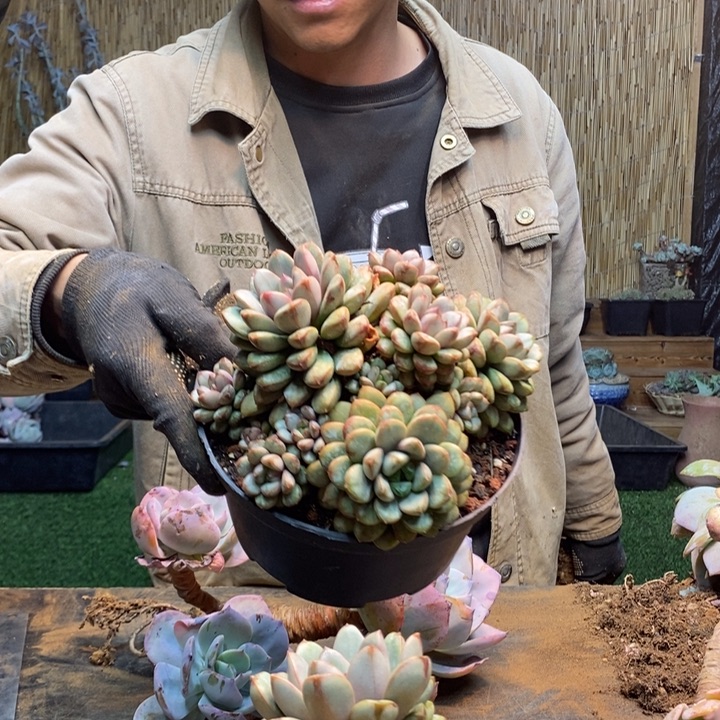 A***）248 号白凤多肉植物