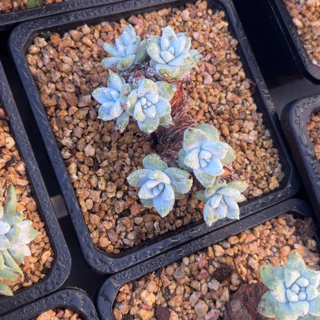 瑞吉娜～可可爱爱1712