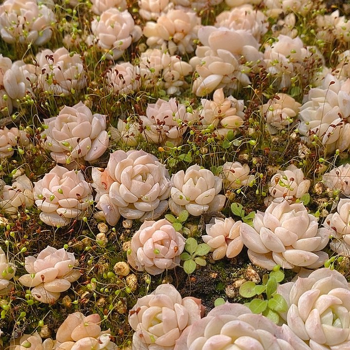 222多肉植物盆栽花卉植物