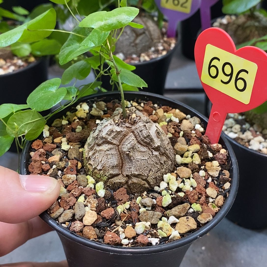 南非龟甲龙龟甲龙