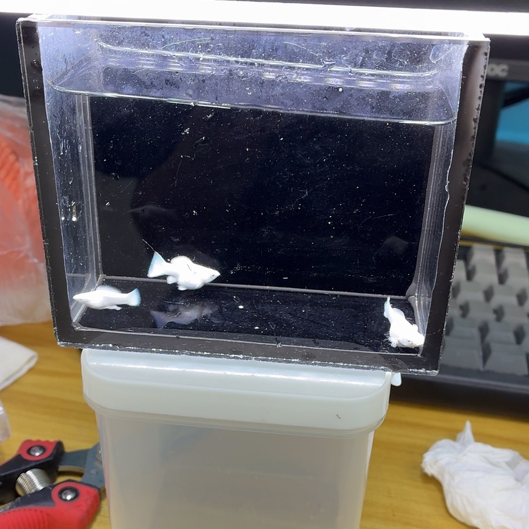 孔雀鱼瓷白玛丽钻眼三条
