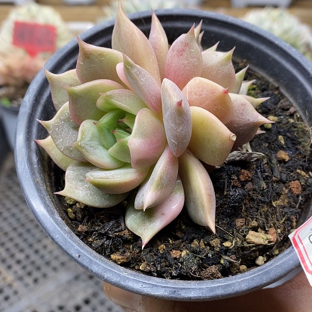 1340 福利贝加尔湖花脸锦双头 不售后