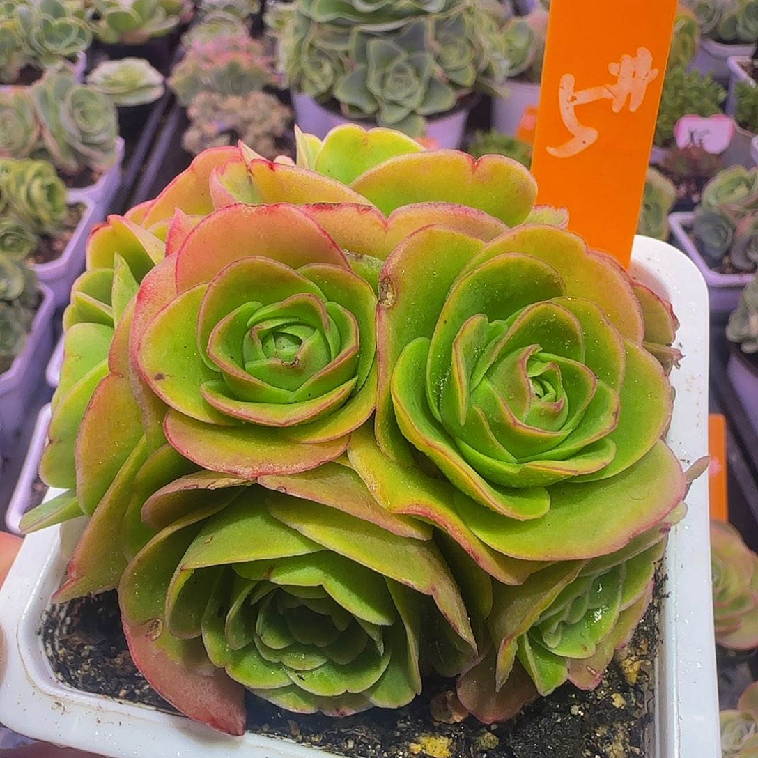 圣诞福利颜如玉二世 非偏远包邮