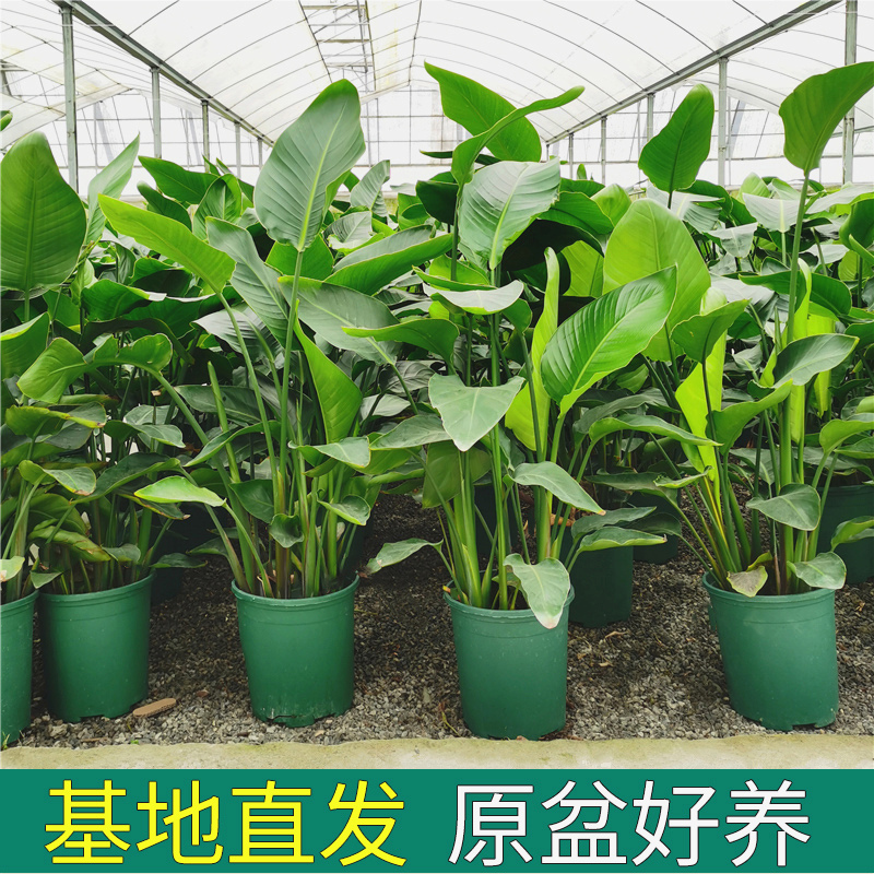 （直播）60-70天堂鸟盆栽客厅好养花卉绿植办公室轻奢绿色鹤望兰