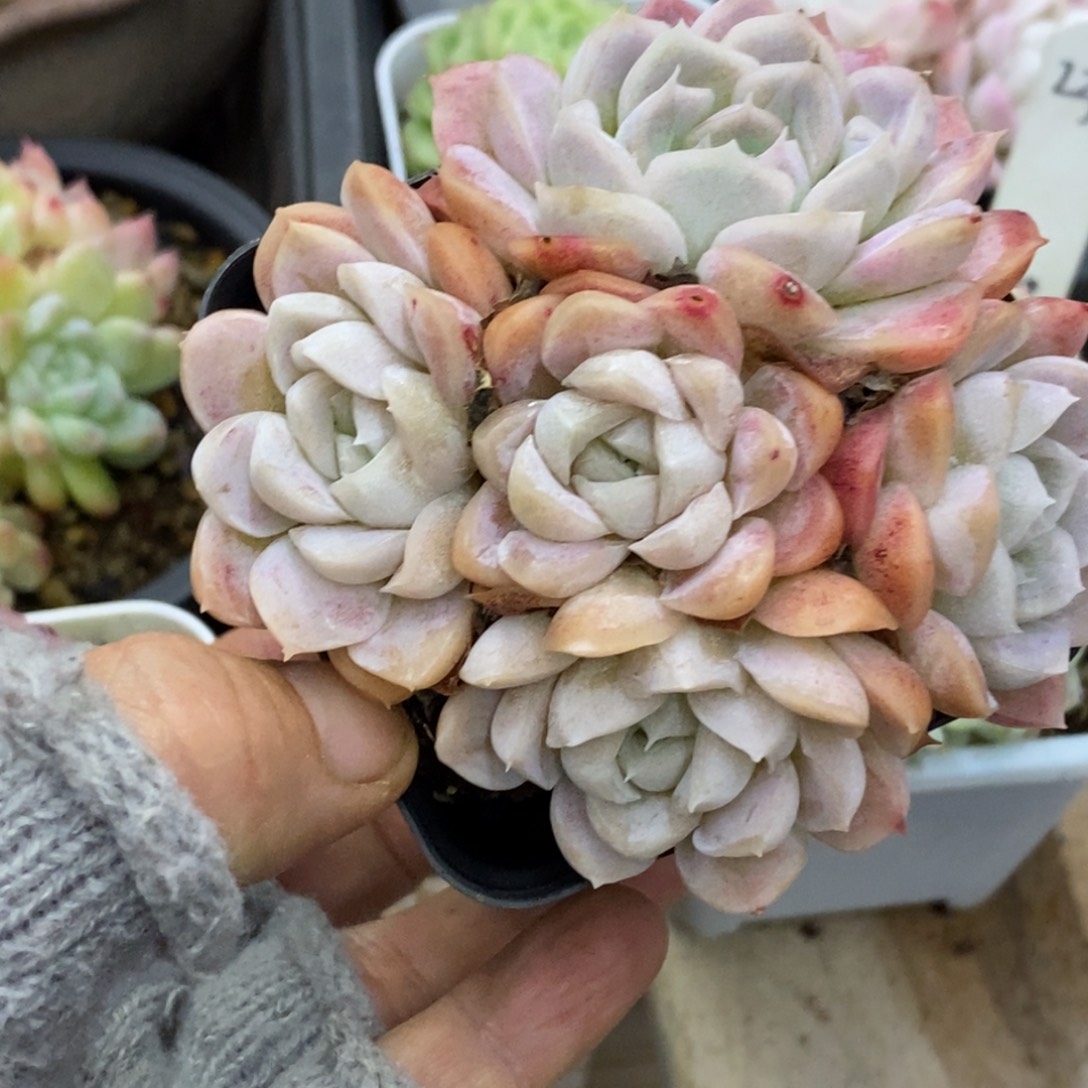 精品多肉一物一拍不包整65