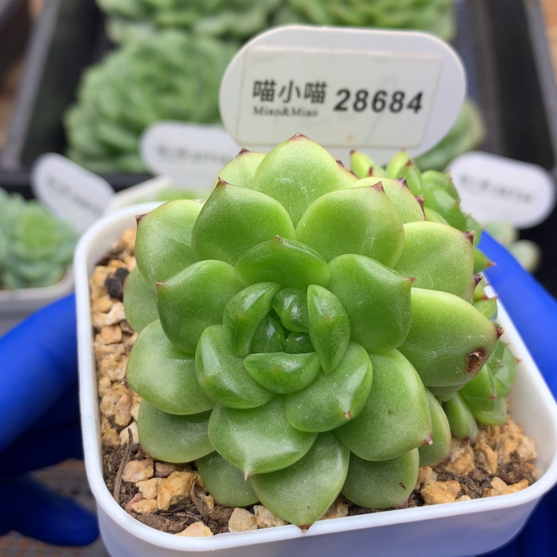 多肉植物杂交珍妮