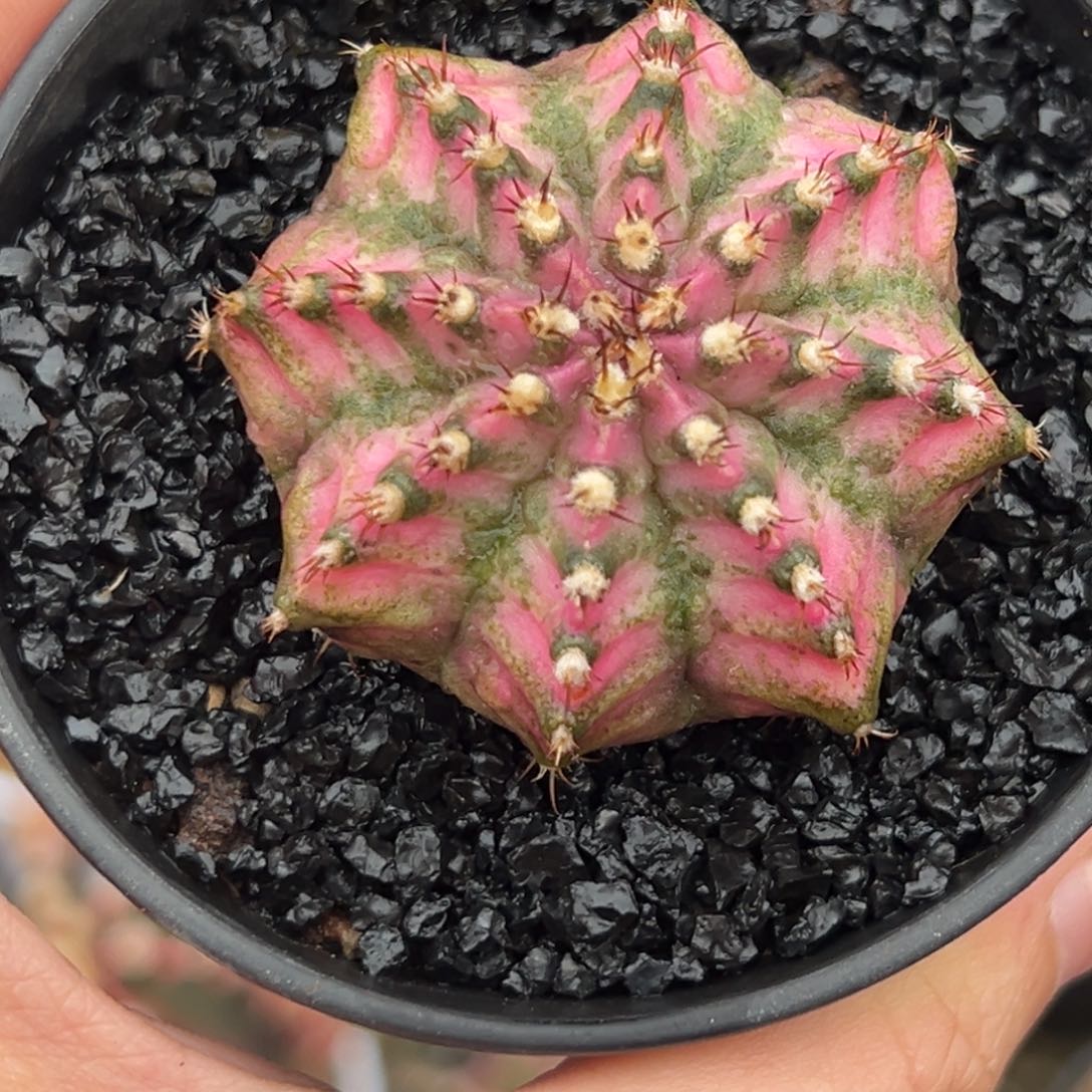 A81实生海神，带盆土发货