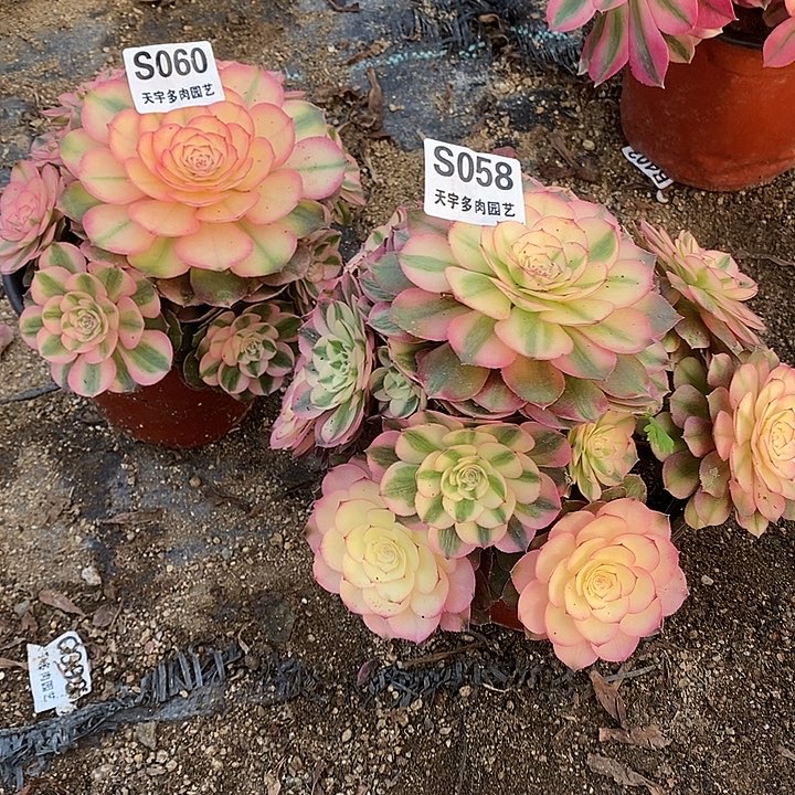 多肉植物荔枝060。058