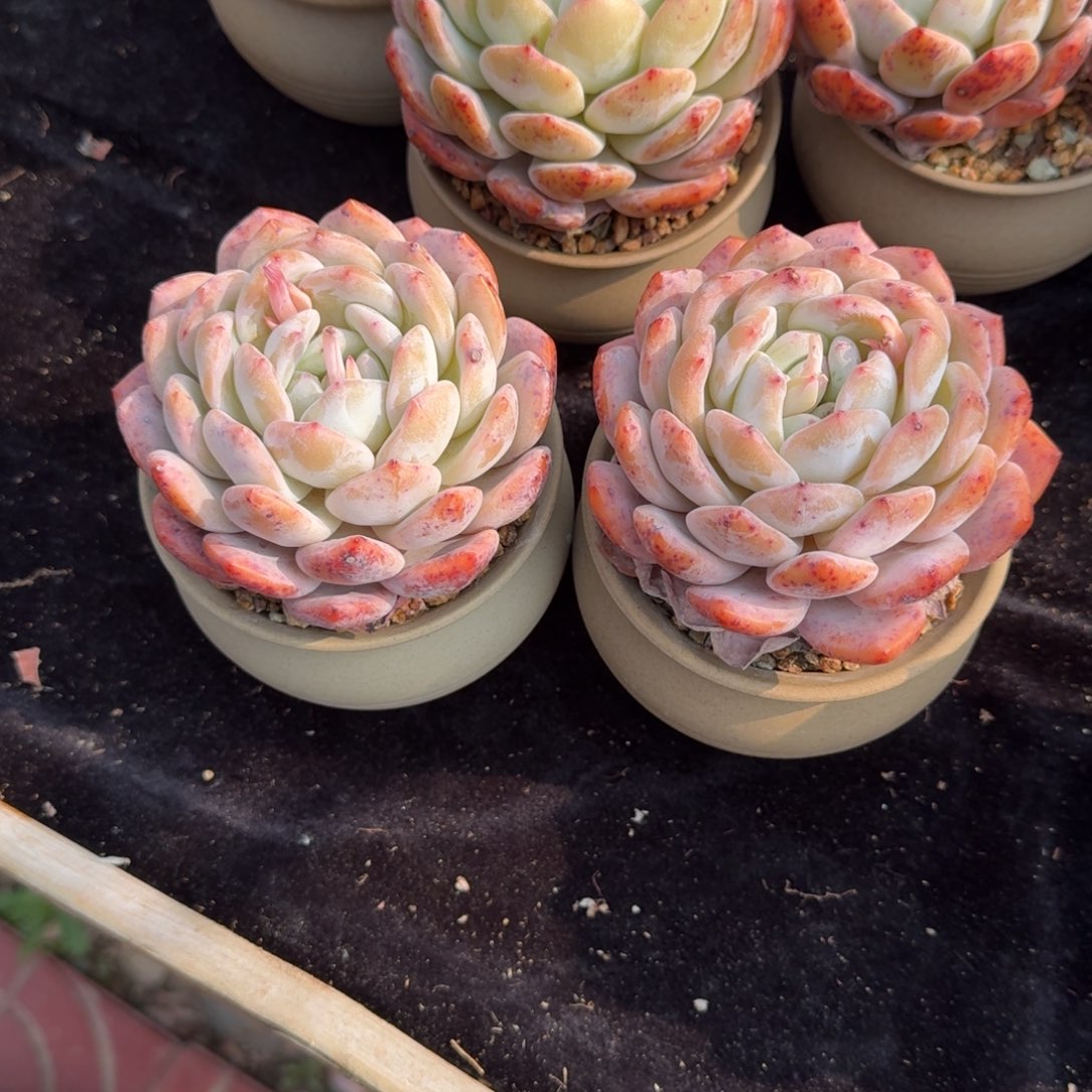 一组两颗，专拍链接。