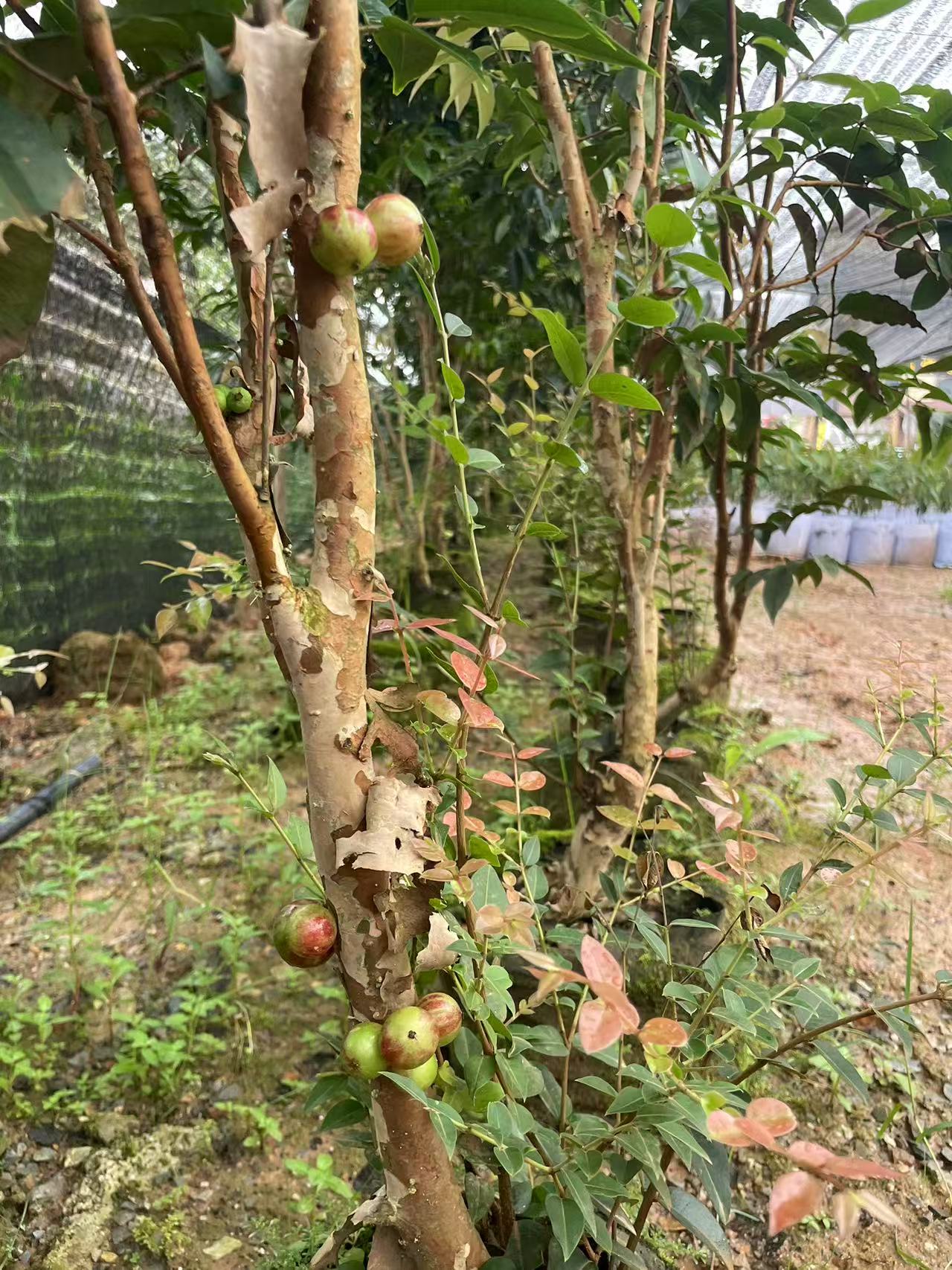 嘉宝果嫁接苗带花或带果云南芒市发货