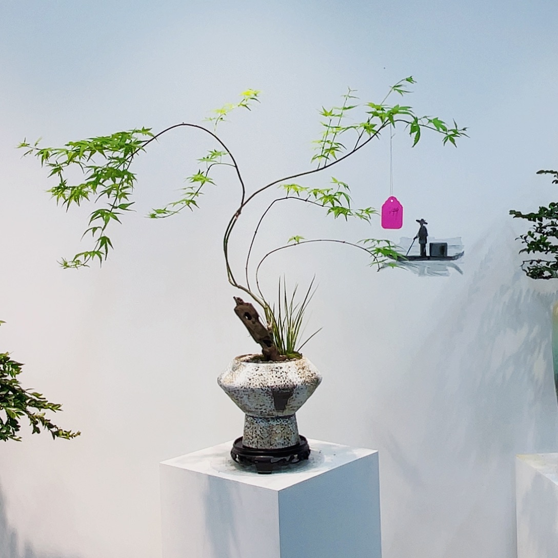 高端绿植一物一拍