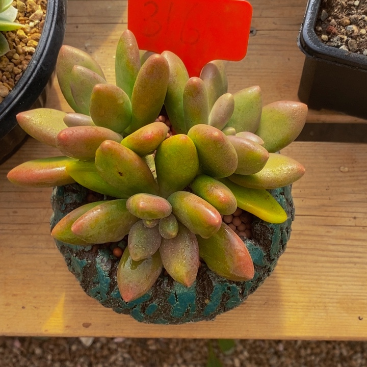 是因为他们没有勇气离开他