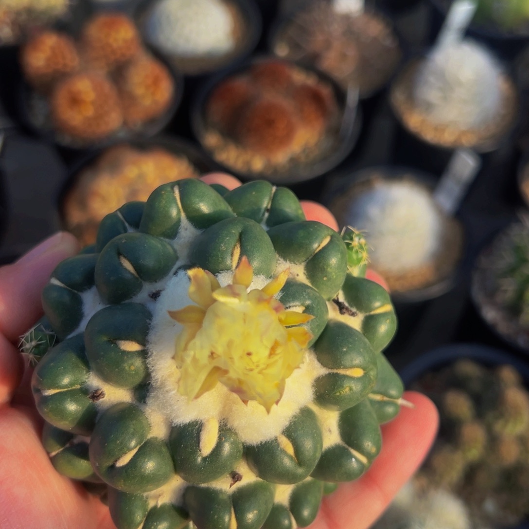 无刺象牙仙人球多肉植物
