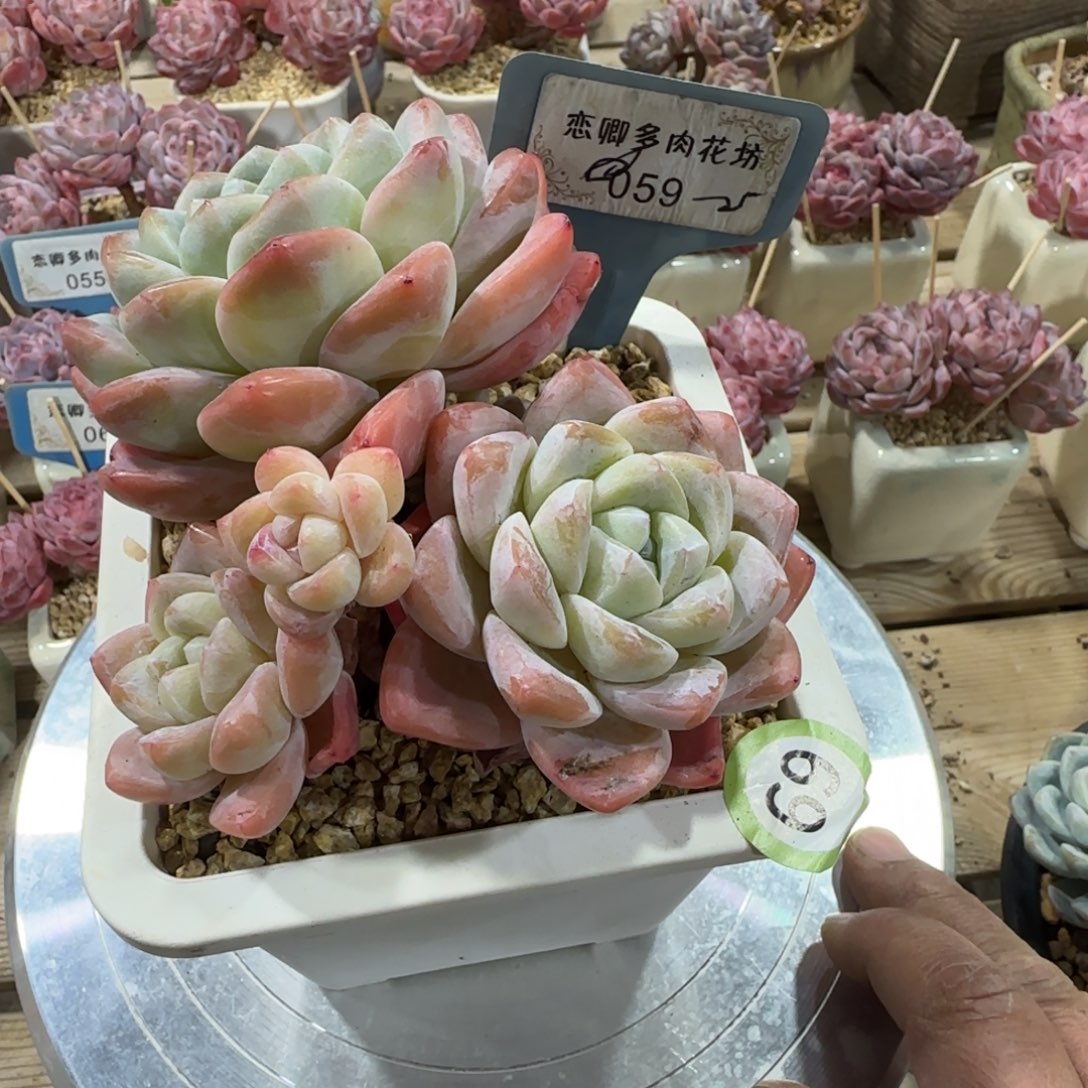 一***?059冰玉老桩多头无砍