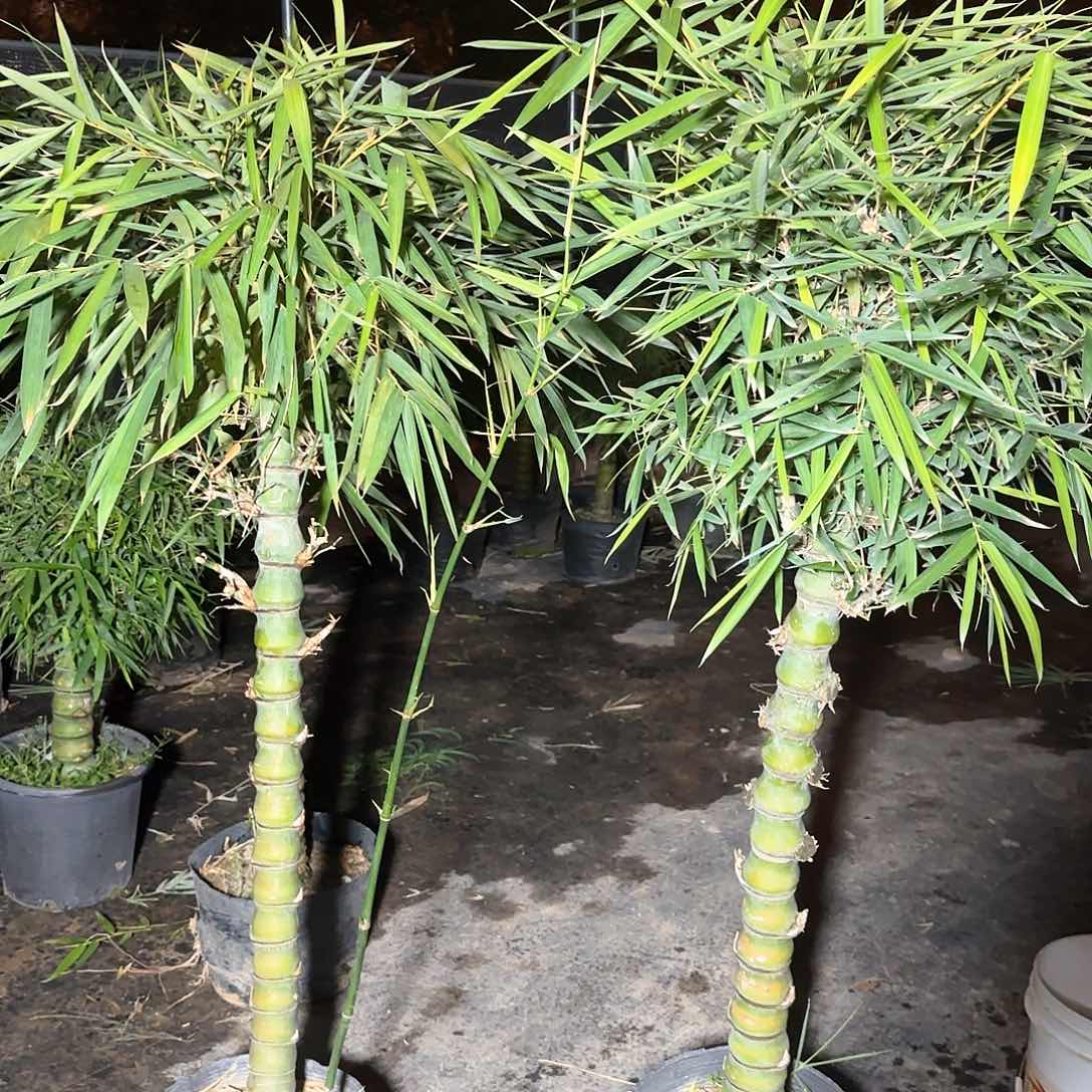 佛肚子88888888888