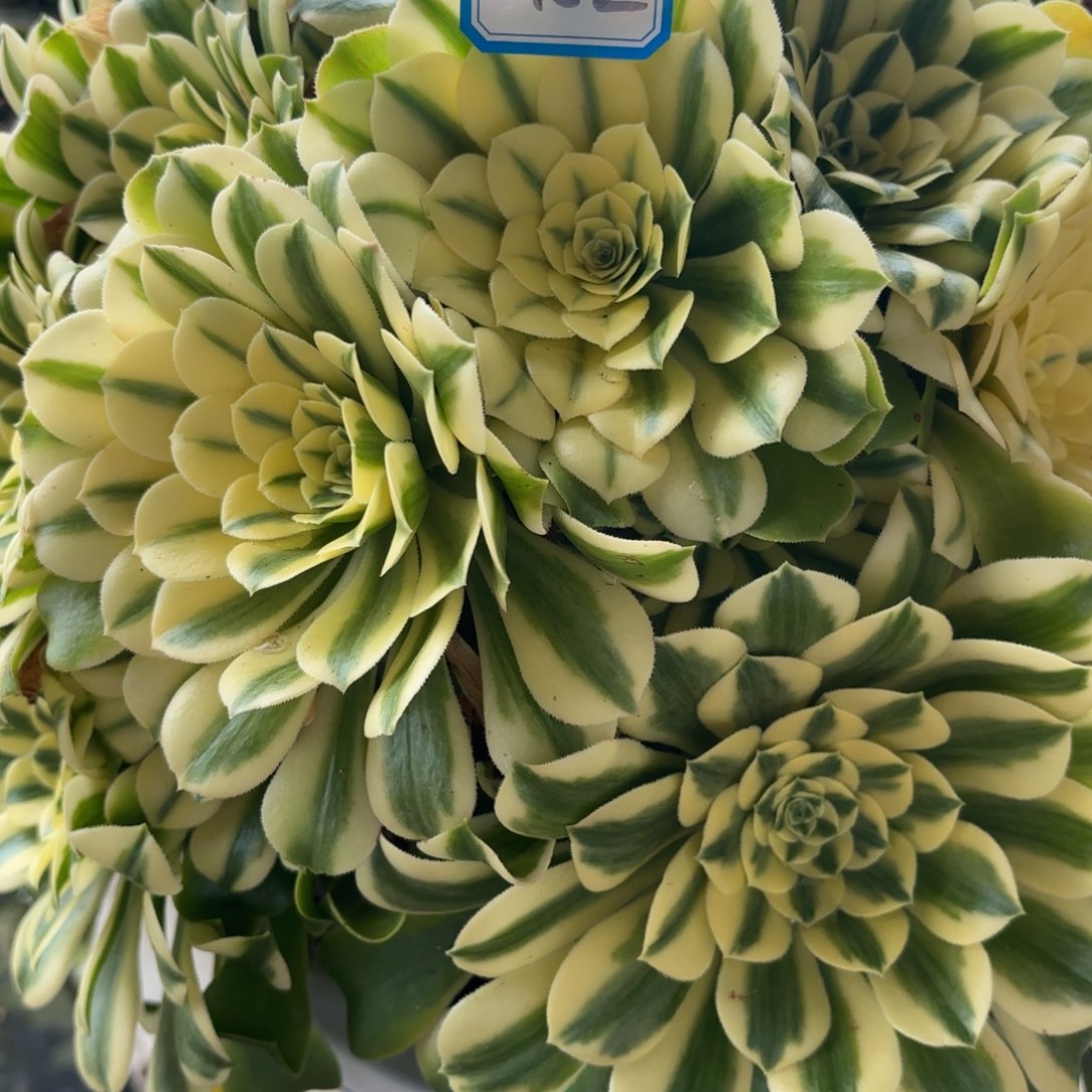 t***2花好月又圆月202511