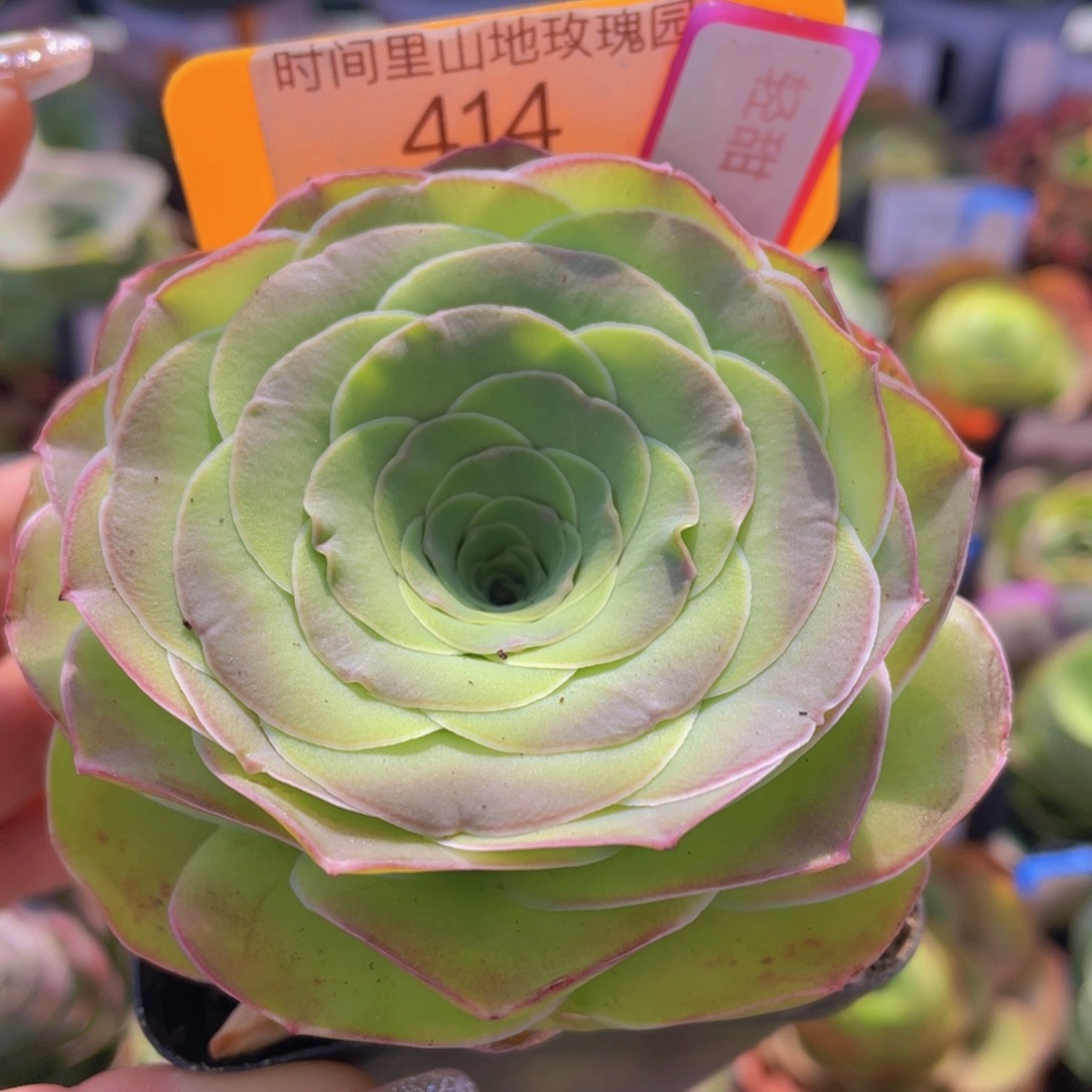 轻甜玫瑰一物一拍414