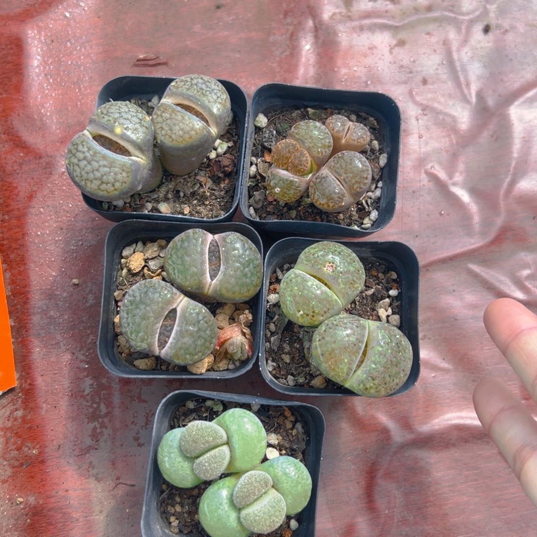 生石母本玉露多肉5盆