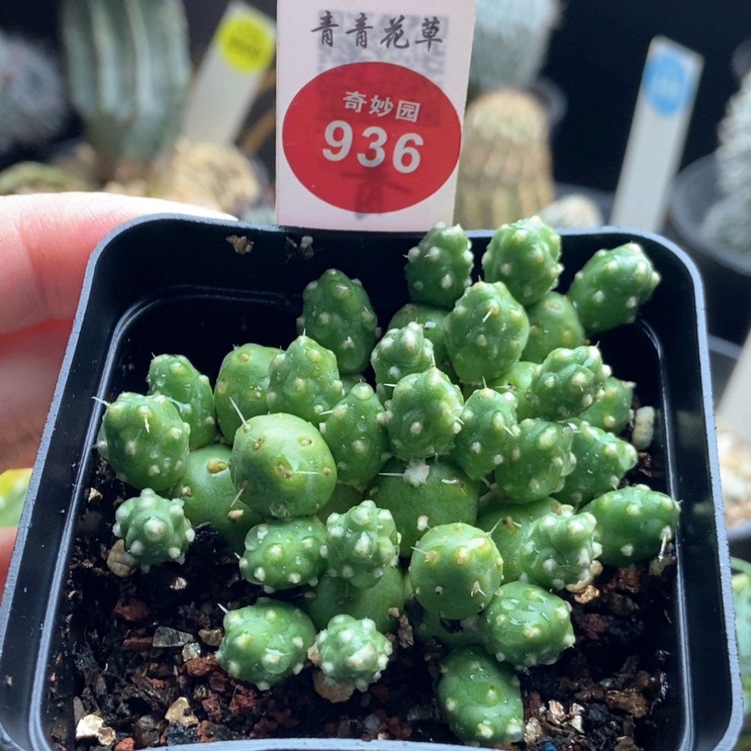 罗西安娜一颗仙人球