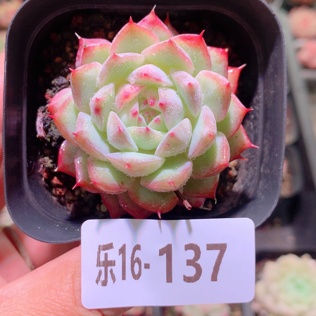 乐然16-137 蒂比单头 