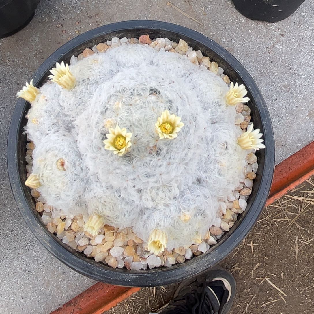 红****仙人球实生鹤立羽白星