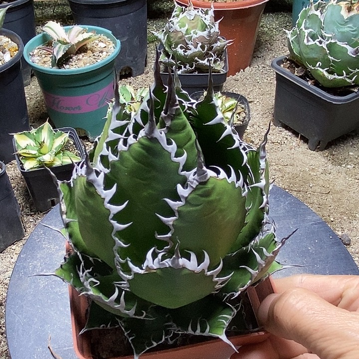 m***~霍利达。          一个