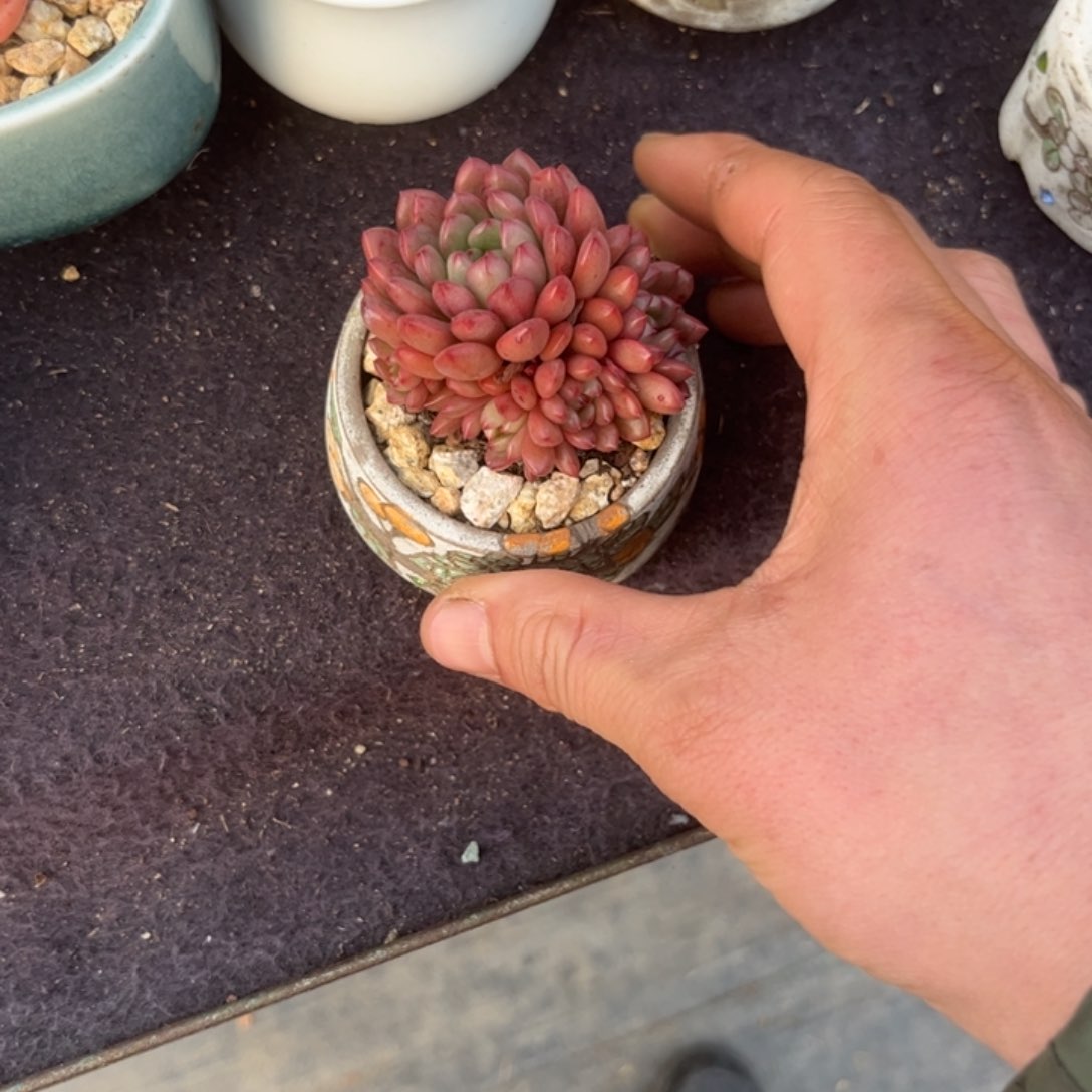 住****妞多肉植物红宝石。