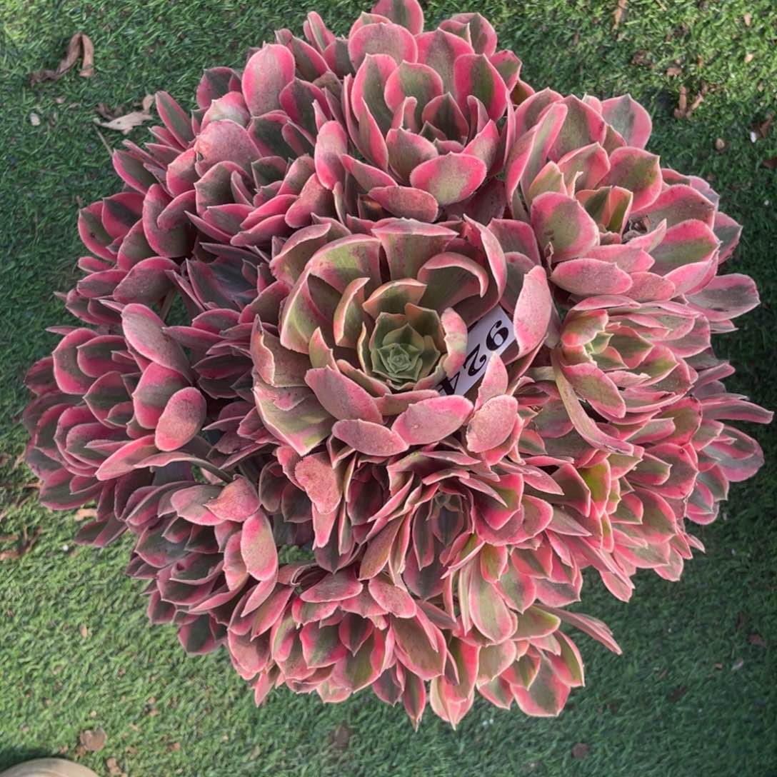 924精品法师女妖