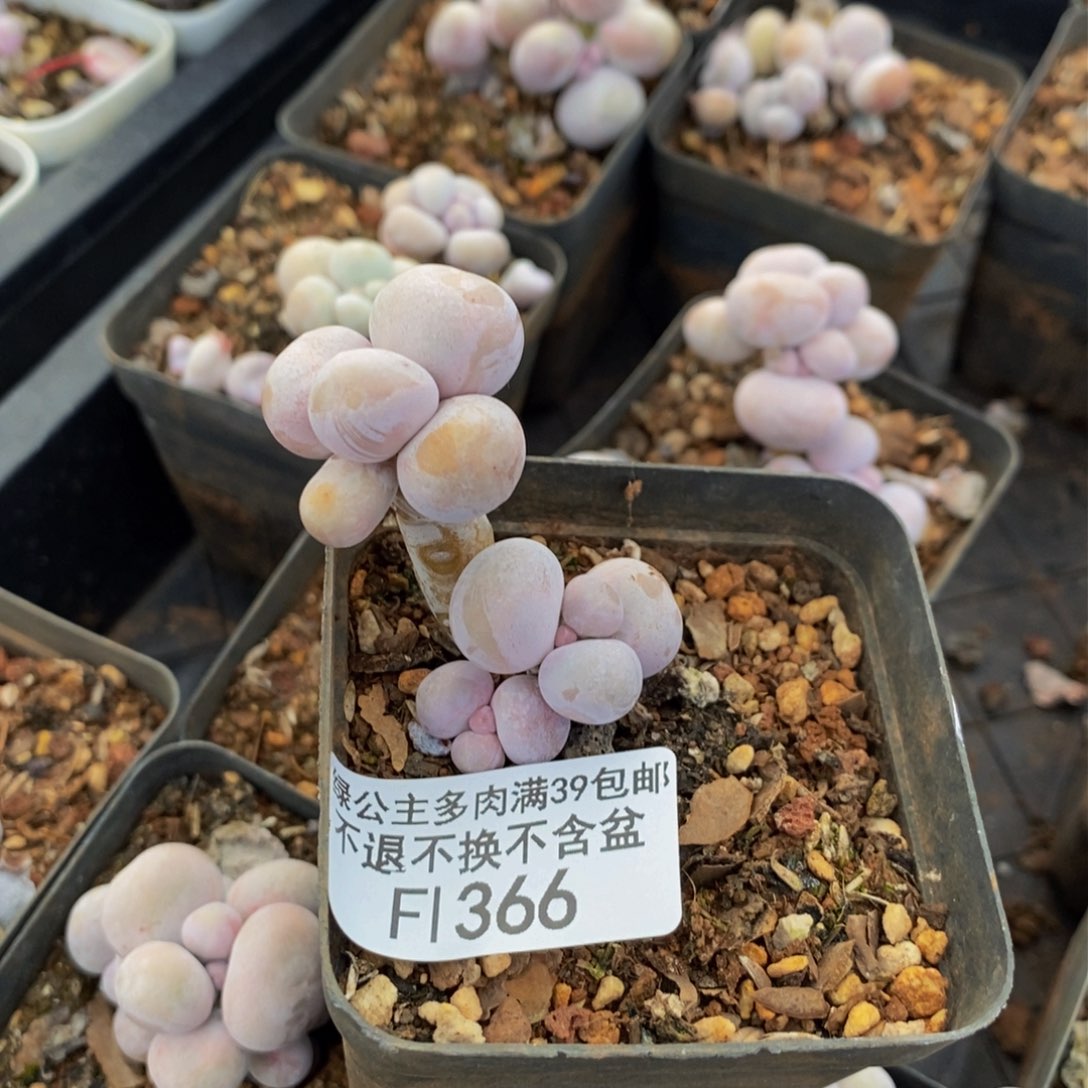 366橙奶多肉肉3cm