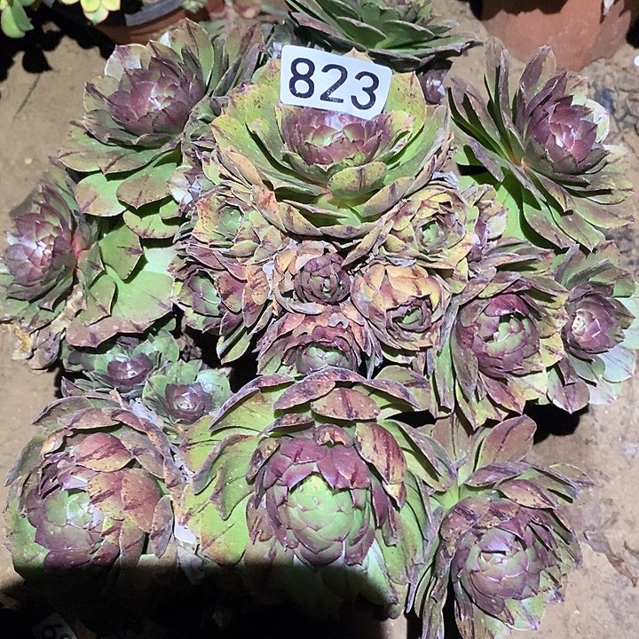 多肉植物法师823万拉丝