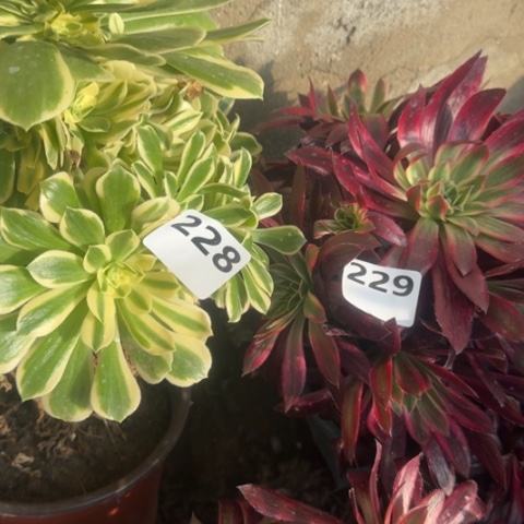 法师孔雀锦彦宁20-34