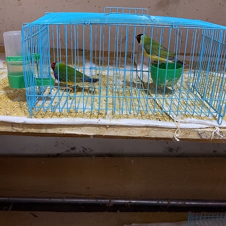 文鸟龙**:普彩红头一对，包活到家