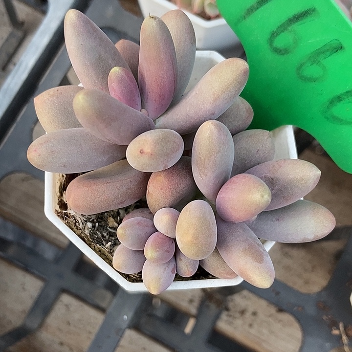 多肉植物糖果美人1666