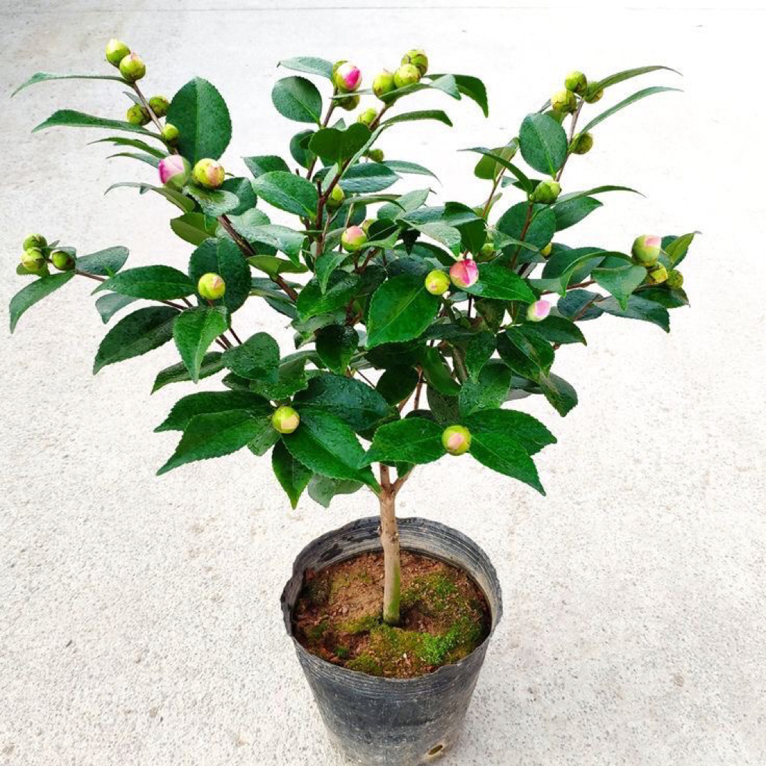 香妃茶花盆栽带花苞浓香型茶花树苗四季开花耐寒四季常青年宵花卉