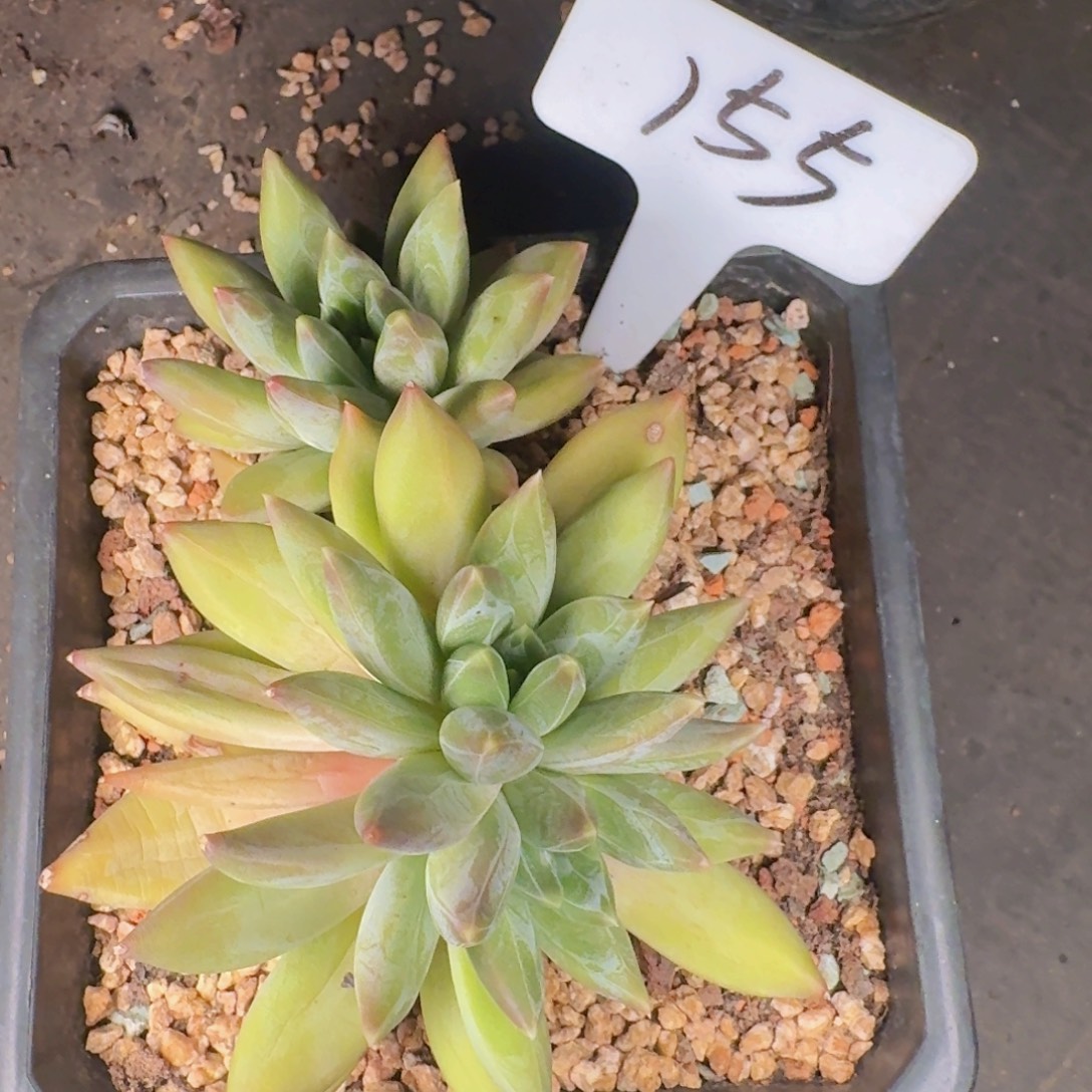 多肉植物的生长发育和