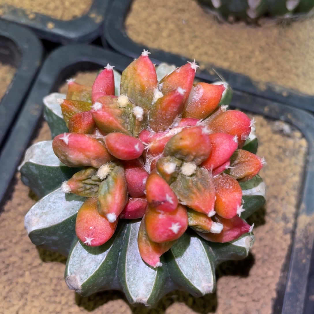 菜花牡丹锦 红锦手捧群